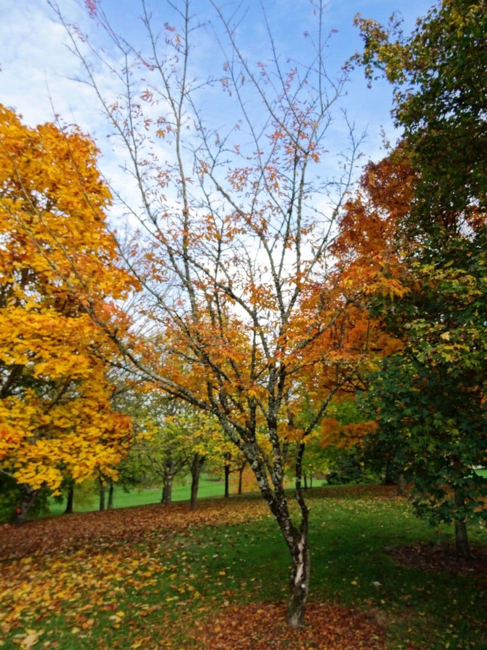 Acer cissifolium in bloei