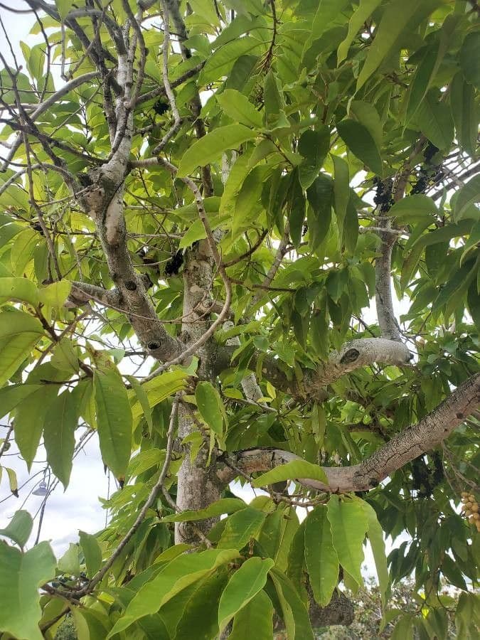 Gelbe duftende Magnolia champaca Blüten
