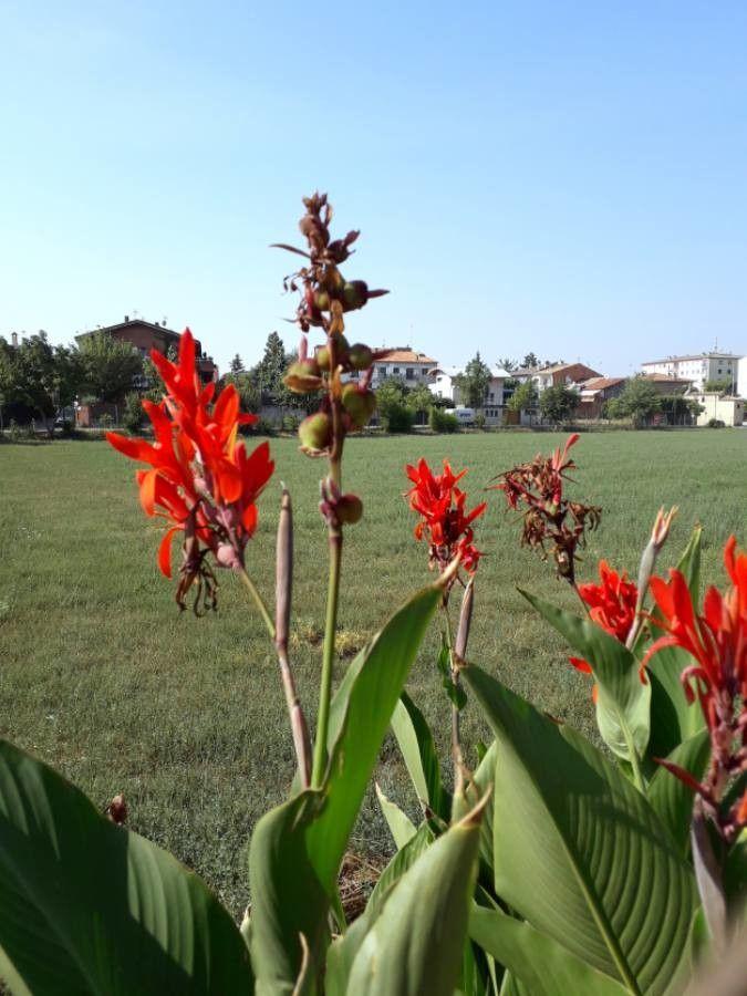 African arrowroot in full bloom with broad leaves and vibrant orange flowers in a sunny garden