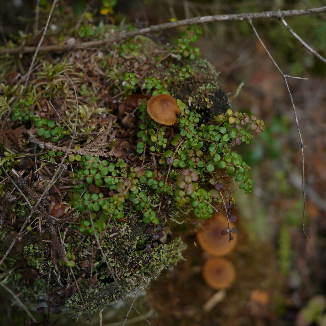Gaultheria hispidula mit kleinen weißen Beeren auf moosigem Waldboden