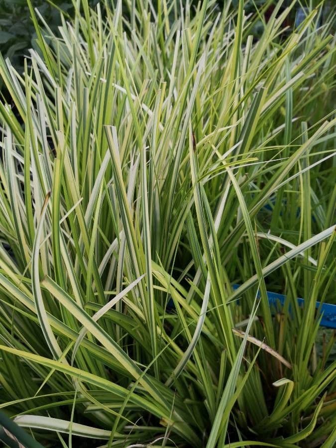 Acorus gramineus plant with slender green grass-like leaves