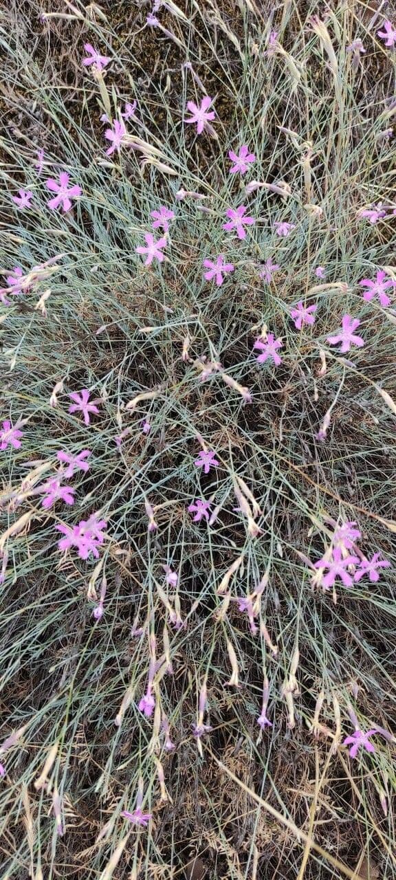 Dianthus lusitanus plant with pink carnation flowers