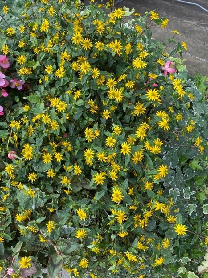 Sanvitalia procumbens mit gelben Bluten
