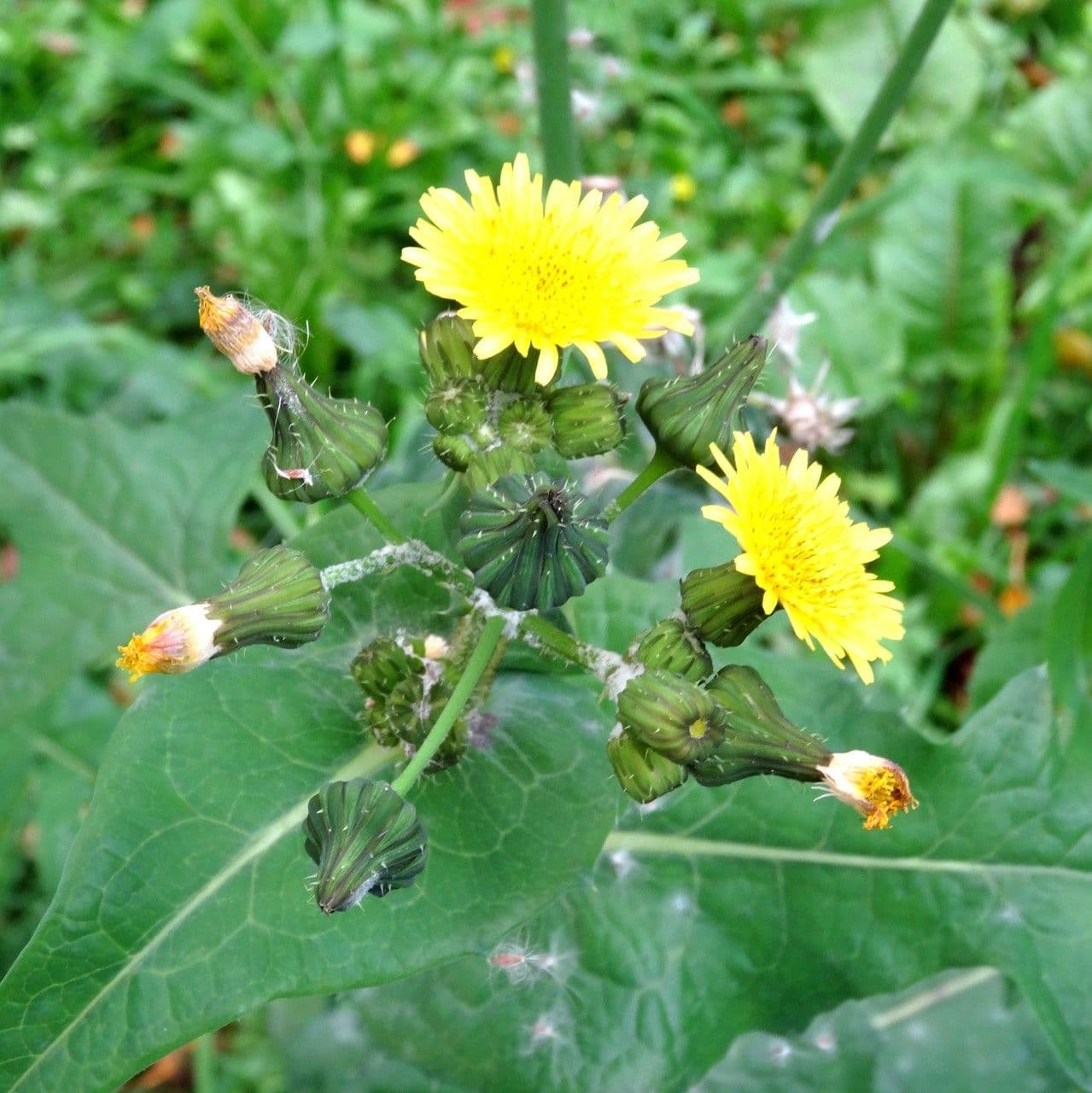 Bitterkraut-Schwefelkörbchen mit charakteristischen gelben Blüten