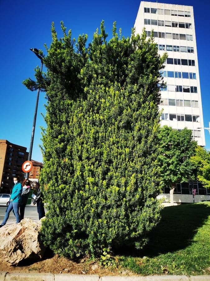 Keteleeria de David avec aiguilles caracteristiques