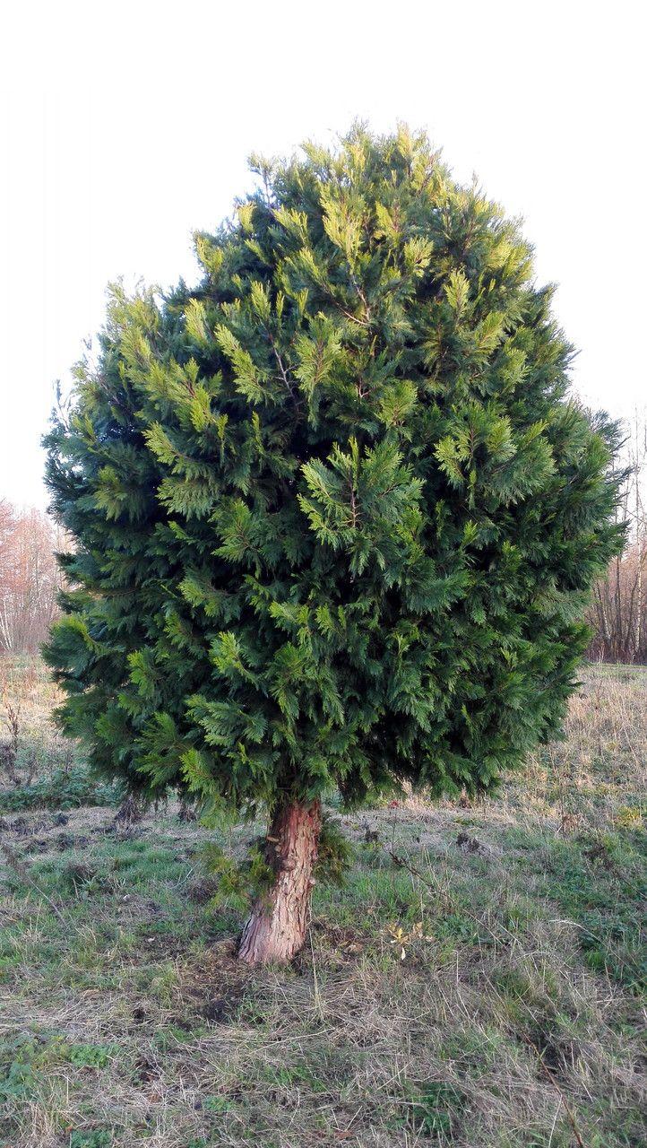 Calocedrus decurrens in voller Größe auf einer sonnigen Böschung mit dunkelgrünen schuppenförmigen Blättern