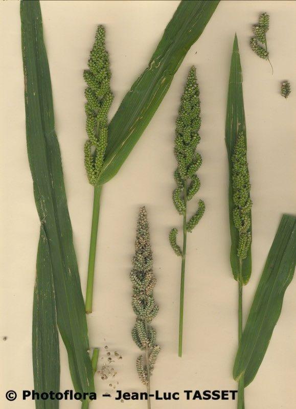 Siberian millet in full bloom in a sunny border with shimmering seed heads gently swaying in the breeze