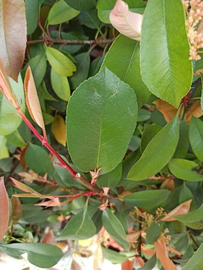 Purple chokeberry shrub with red berries