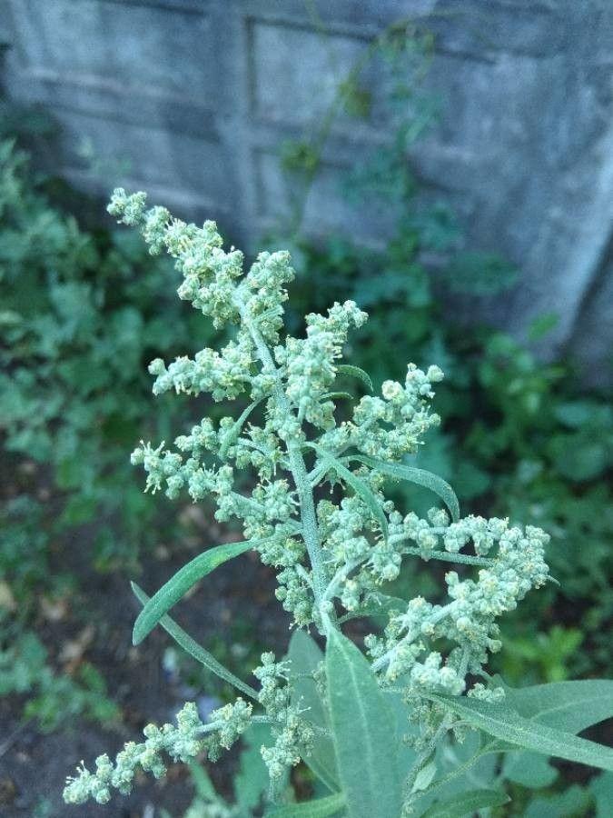 Ansérine blanche en pleine croissance dans un potager ensoleillé, avec des feuilles vert clair et de fines hampes florales