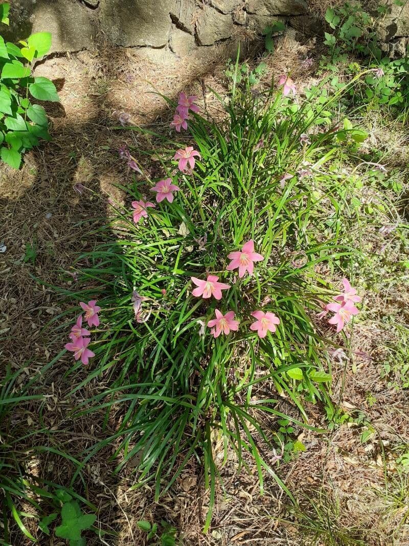 Zephyranthes carinata displaying elegant red flowers and graceful foliage after rains