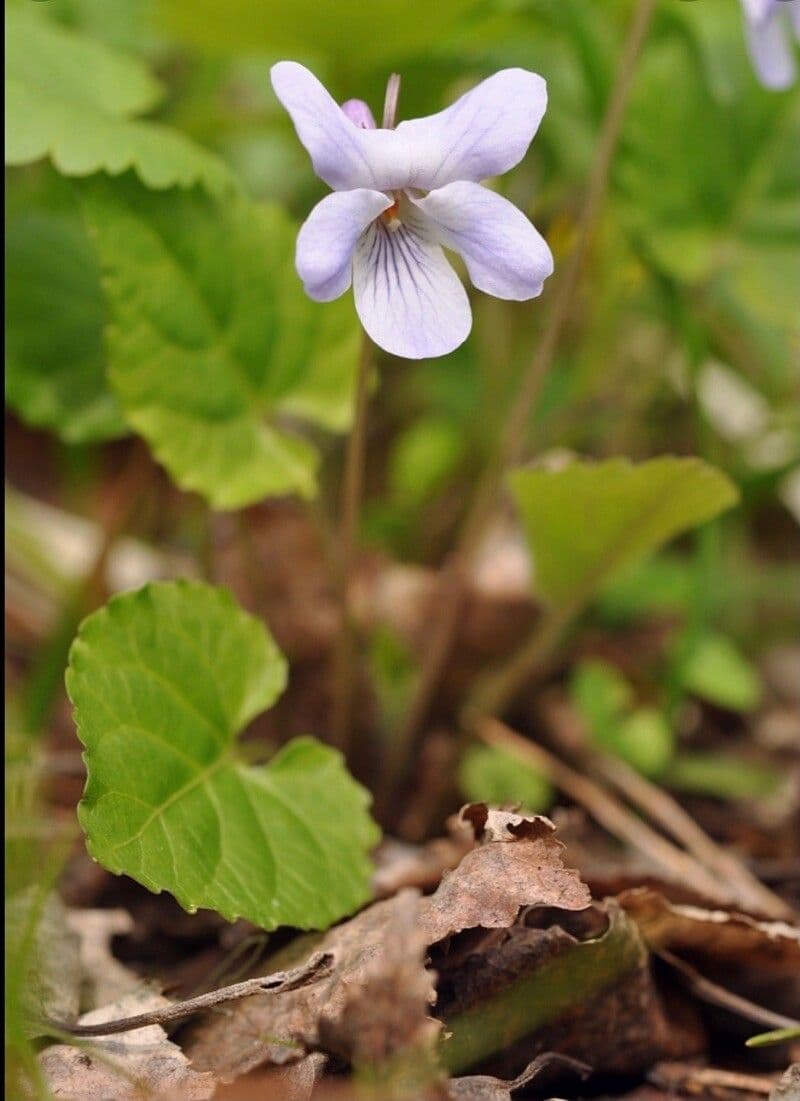 Viola selkirkii with purple flowers and distinctive long spurs