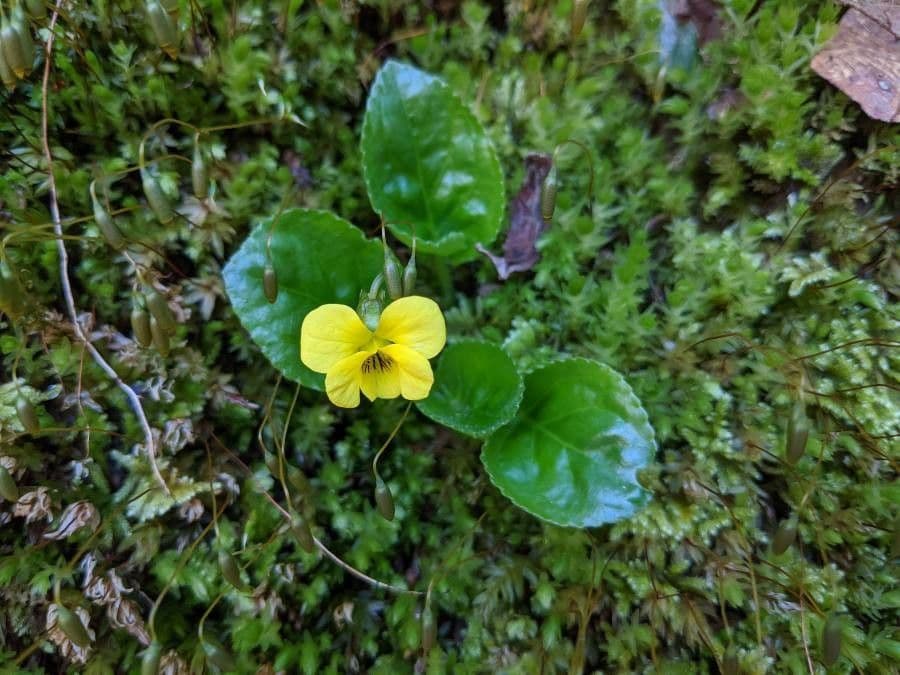 Leuchtend gelbe Bluete von Viola rotundifolia zwischen Laubstreu