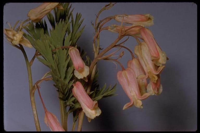 Dicentra nevadensis Blueten im Garten
