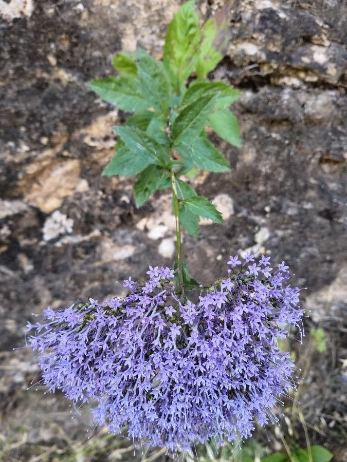 Blue throatwort displaying characteristic dense sprays of tiny blue-violet flower clusters