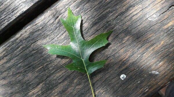 Sumpf-Eiche im Herbst, mit tiefrotem Laub und einer gleichmäßigen, pyramidenförmigen Krone