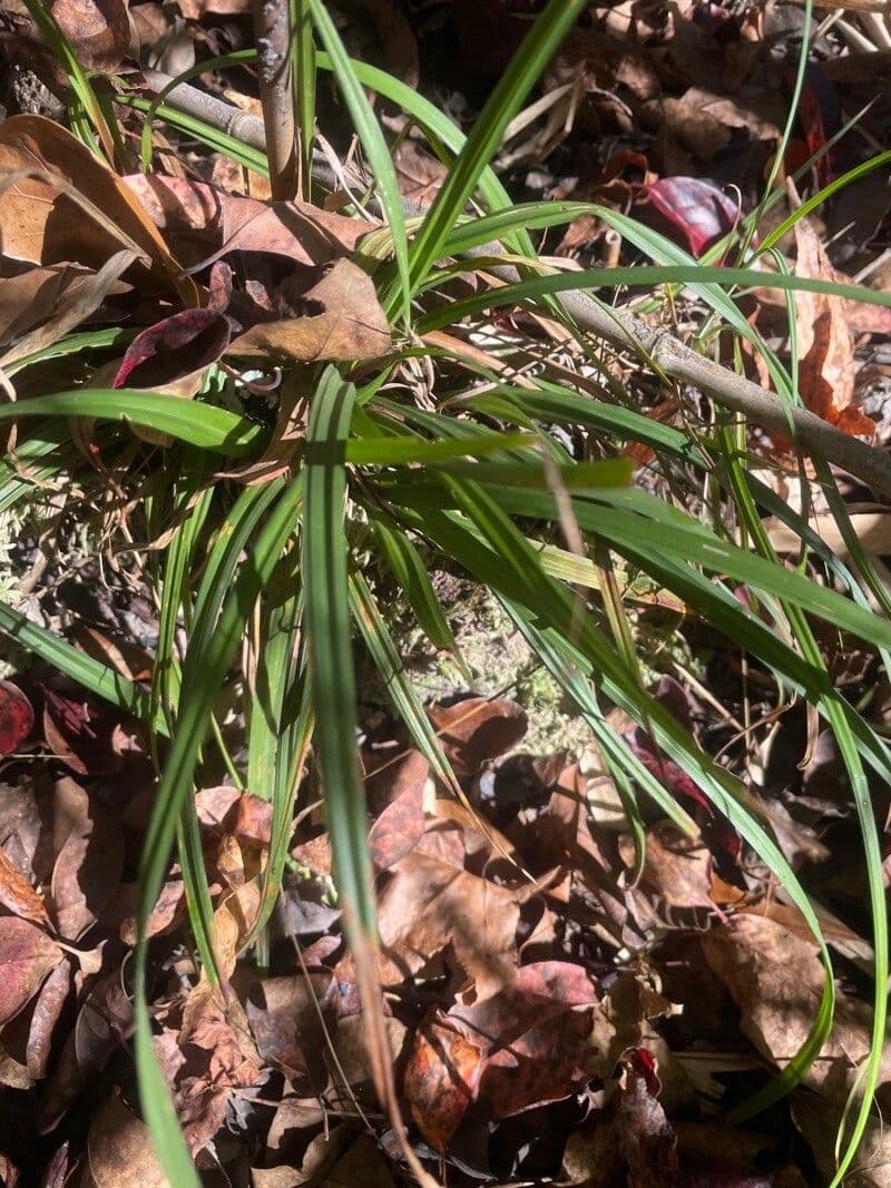 Longstalk Sedge with long thin flower stems