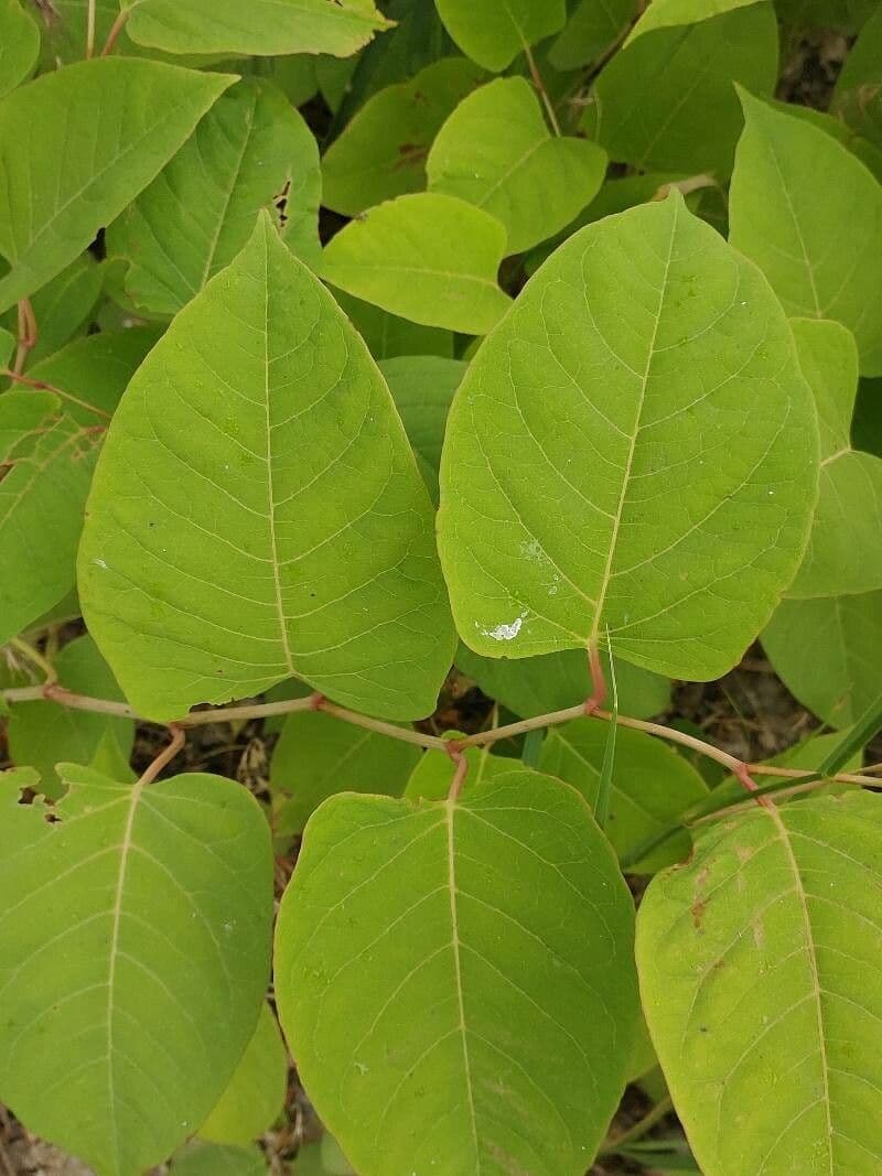 Boheemse duizendknoop (Reynoutria x bohemica) met grote hartvormige bladeren langs een oever