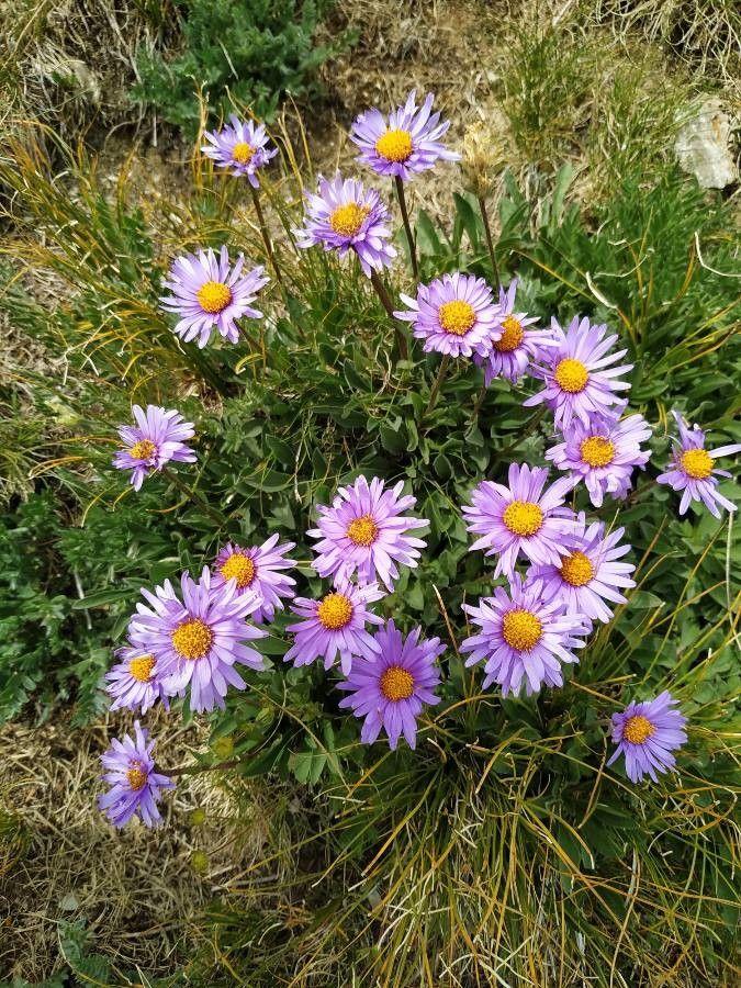 Aster amellus en fleur dans un jardin ensoleillé, avec des tons violets et jaunes