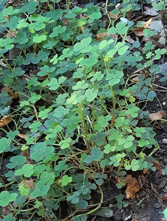 Oca plant met karakteristieke klaver-achtige bladeren en gele bloemen