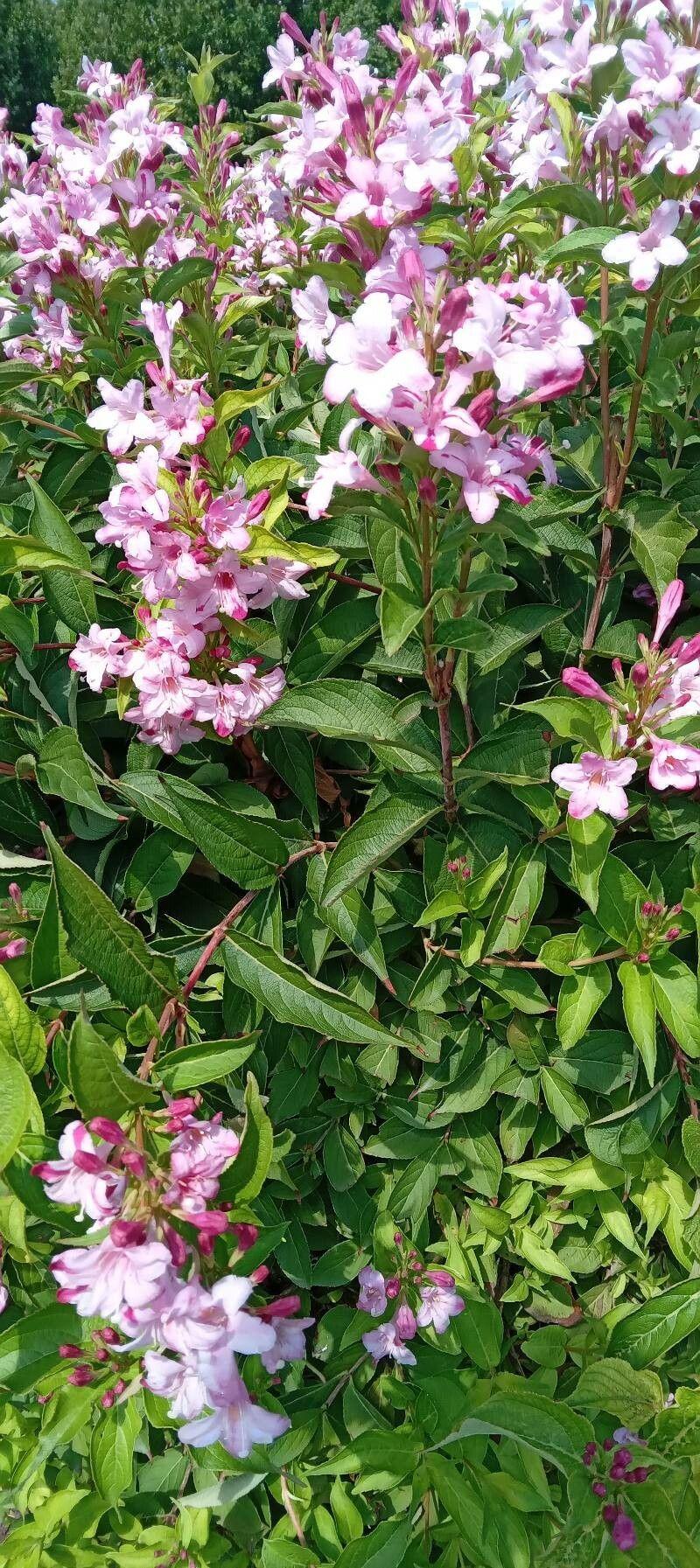 Weigela florida in voller Blüte mit rosa bis weißen trompetenförmigen Blüten in einer Gartenbordüre