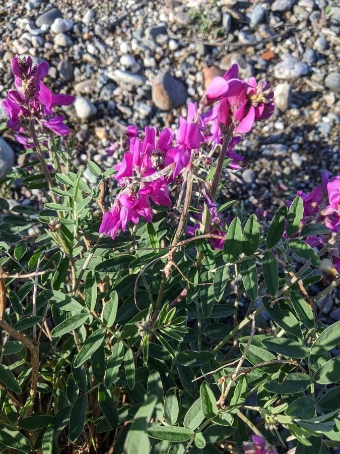 Hedysarum alpinum met paarsroze bloemtrossen op een weide