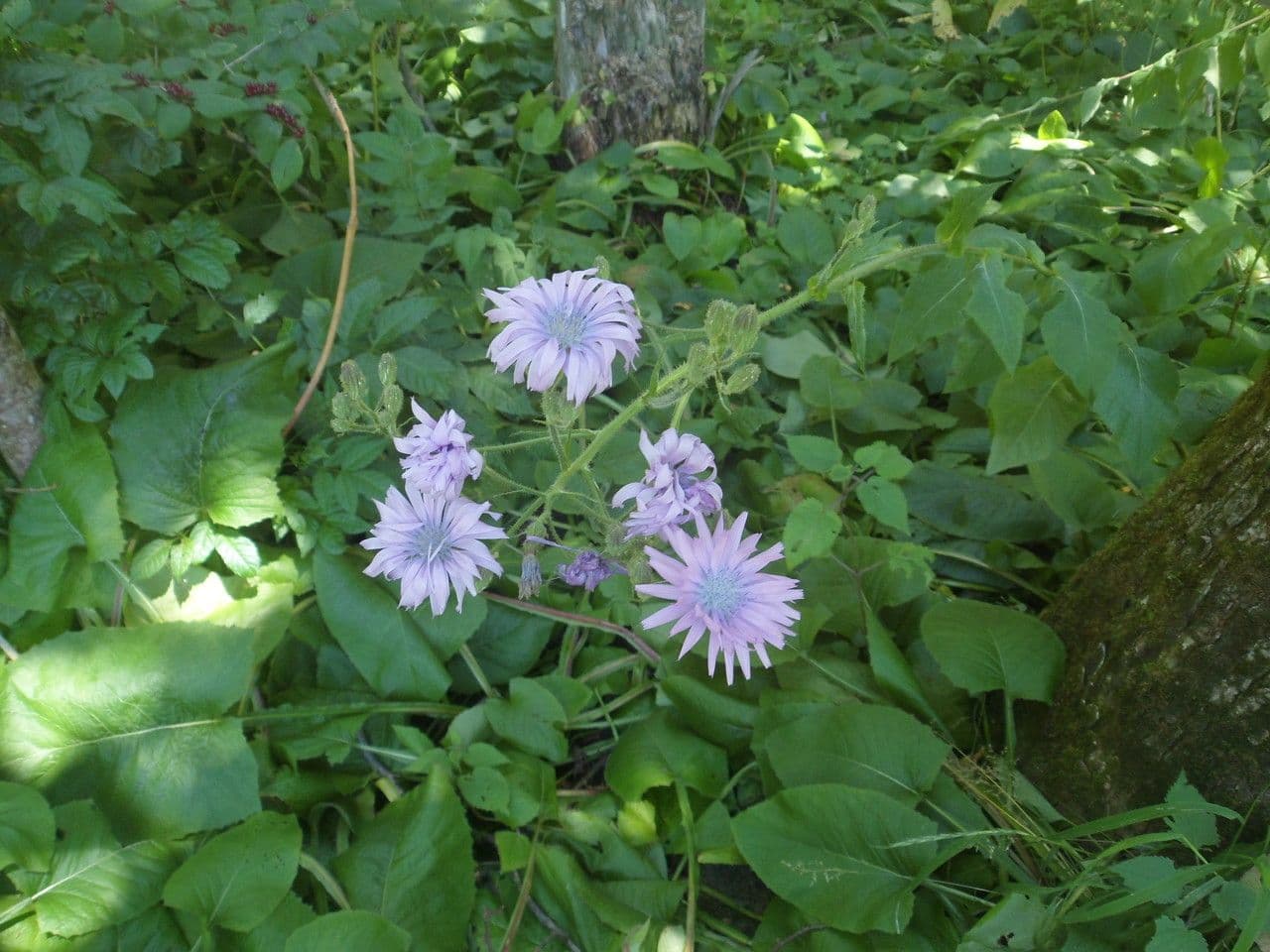 Lactuca plumieri yellow flowers and foliage in natural setting