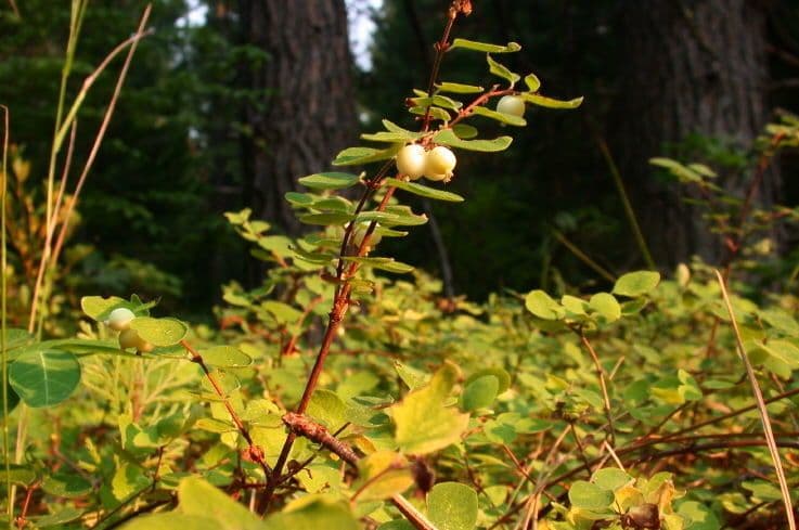 Roundleaf snowberry (Symphoricarpos rotundifolius) laden with white berries in autumn