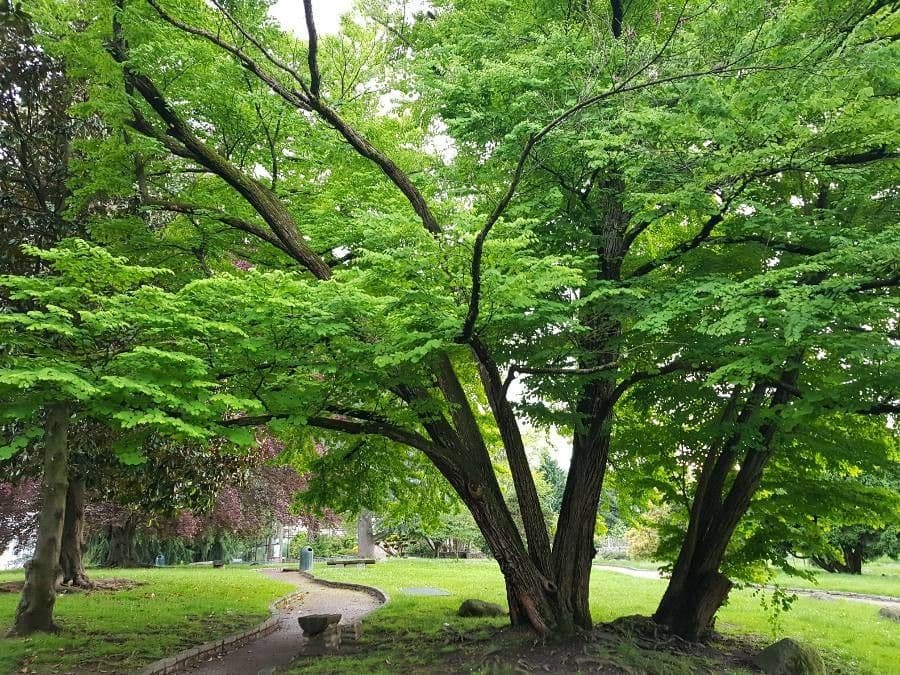Katsurabaum mit charakteristischem herzförmigem Laub in lebendigen Herbsttönen