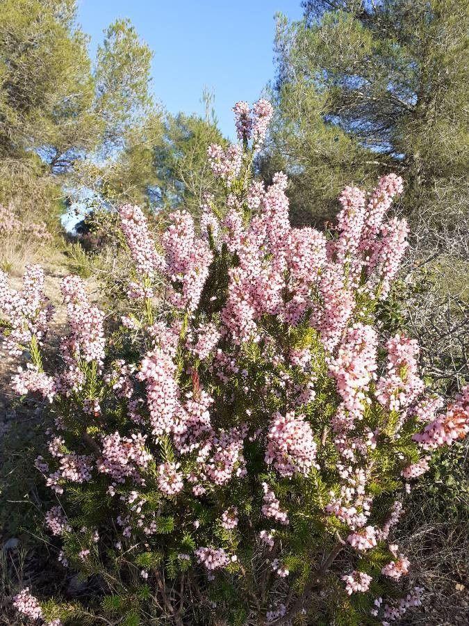 Bruyère arborescente (Erica arborea) en pleine floraison avec de petites fleurs blanches lors d'une matinée ensoleillée