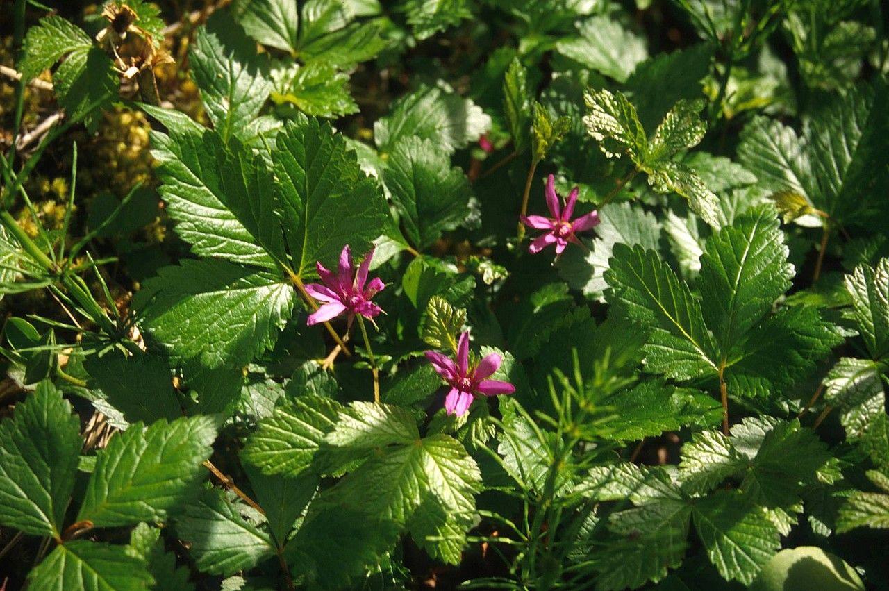 Allackerbeere mit roten Blüten und grünem Laub in einem feuchten Waldgebiet