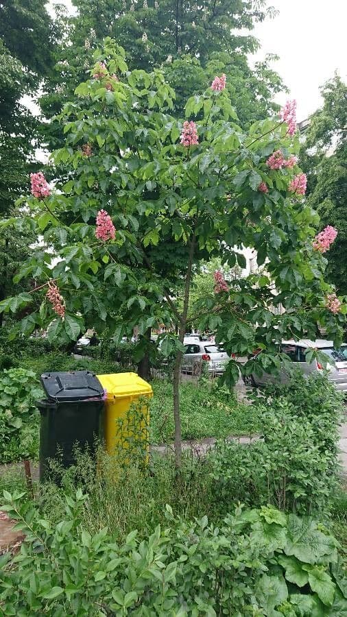 Aesculus pavia red buckeye with vibrant red flowers