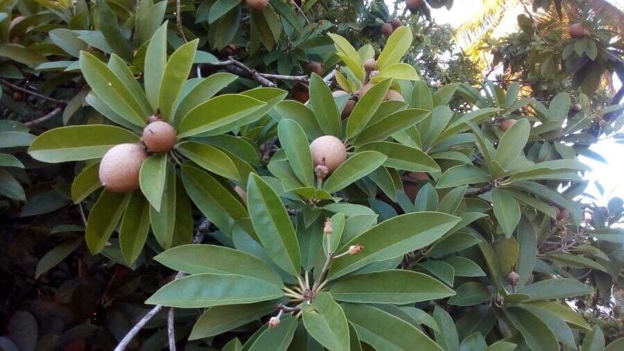 Sapodilla fruit tree with brown fruits