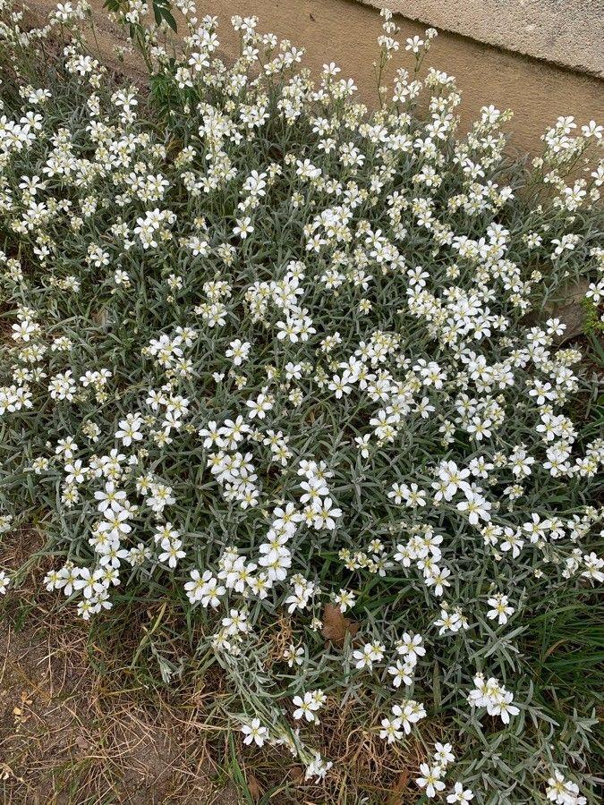 Filziges Hornkraut in voller Blüte auf einem sonnigen Hang mit silbrigem, weichem Laub