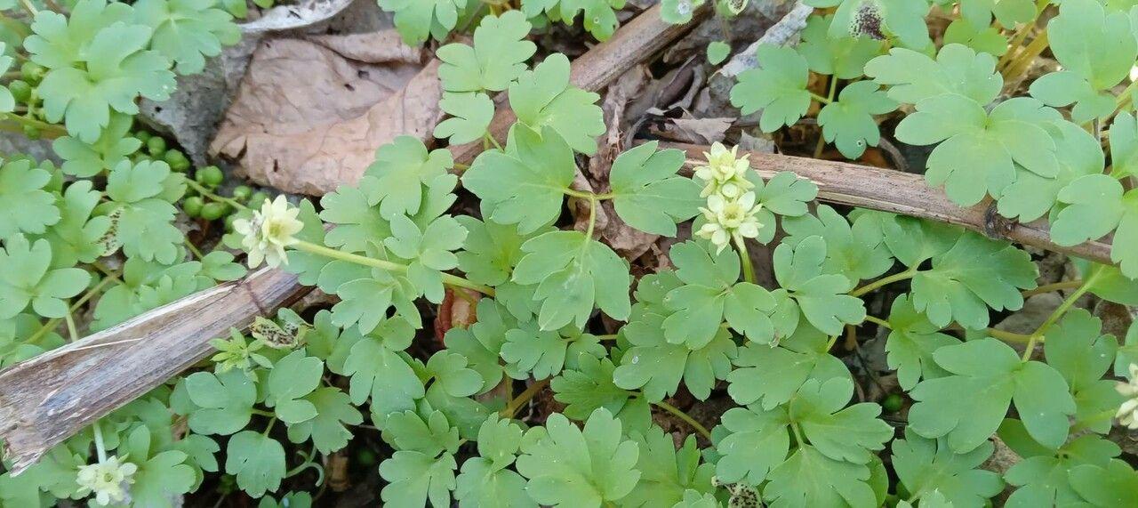 Moschatel (Adoxa moschatellina) growing in a moist woodland setting, showing its distinctive green, cube-shaped flower cluster.