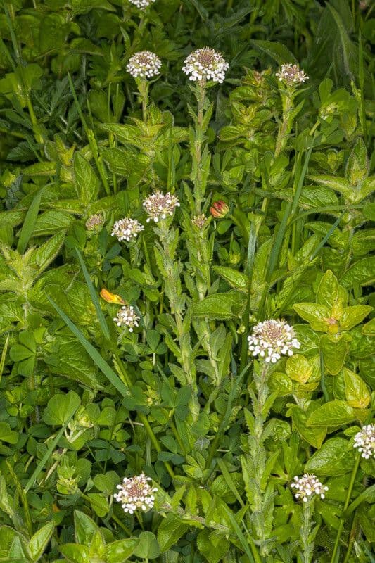 Forme en rosette et fleurs délicates
