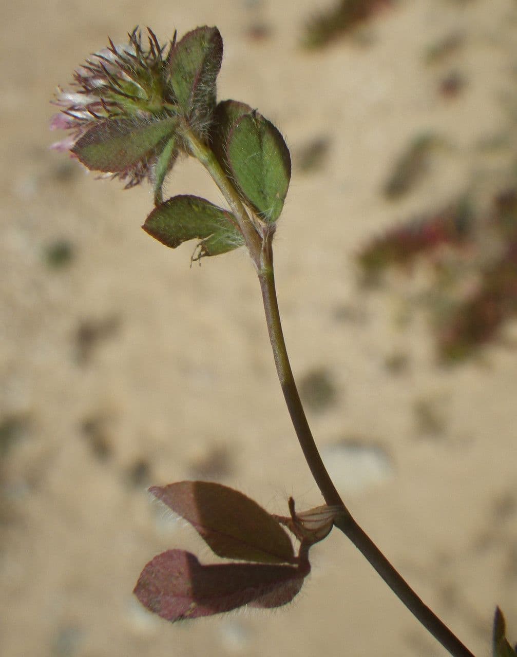 Kletten-Klee (Trifolium lappaceum) mit weißen Blütenständen und charakteristischen Früchten