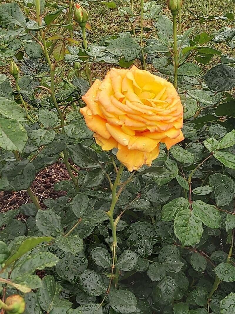 Bright yellow Austrian copper rose flowers with distinctive red reverse