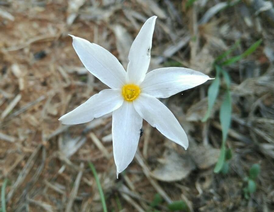 Narcisse serotinus avec fleurs a trompette jaune en jardin automnal