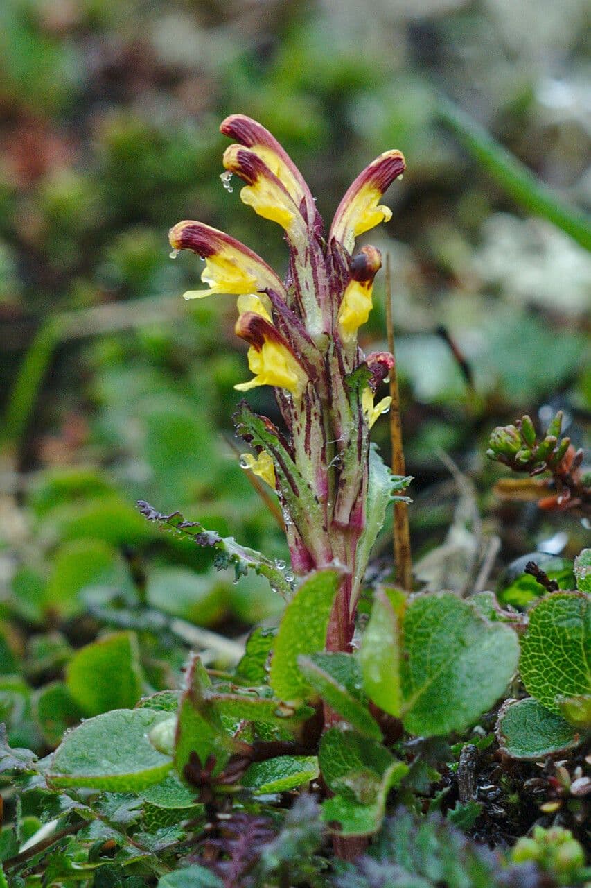 Pedicularis flammea rode ratelbloemn