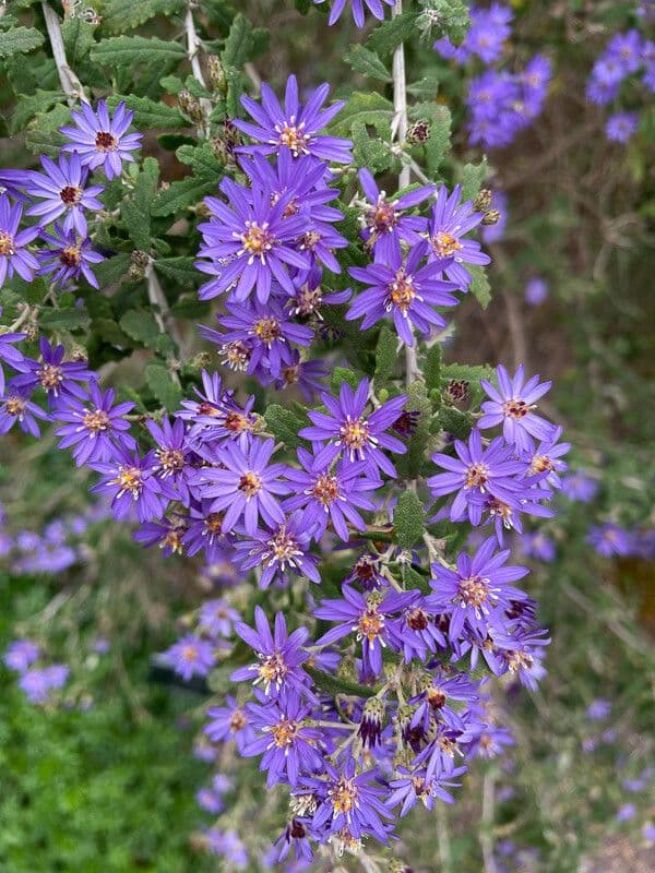 Olearia phlogopappa Strauch mit weissen und rosa Gaenseblumchenbluten