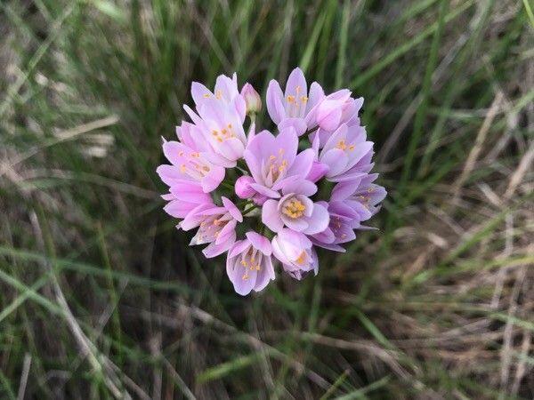 Rosy garlic (Allium roseum) in full bloom on a sunny, dry spot among stones