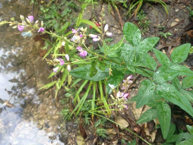 Desmodium paniculatum avec panicules de fleurs rose-lilas et feuilles etroites