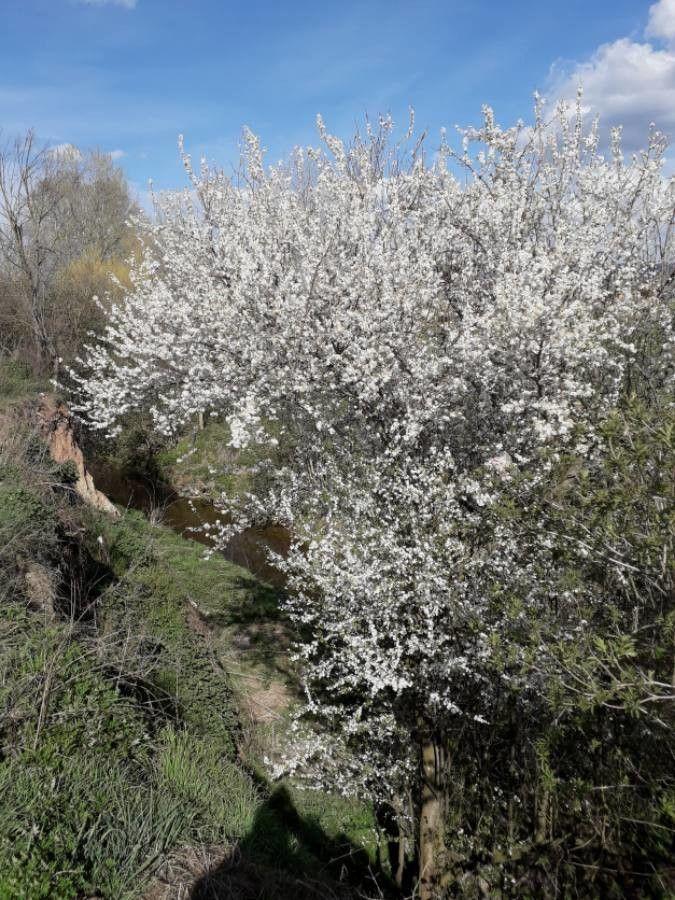 Schlehdorn im Frühjahr mit weißen Blüten