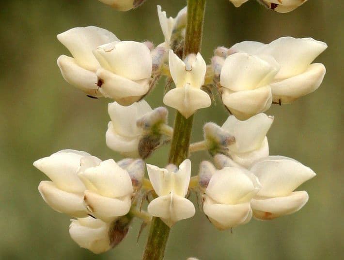 Arktische Lupine mit blauvioletten Blütenähren in voller Blüte