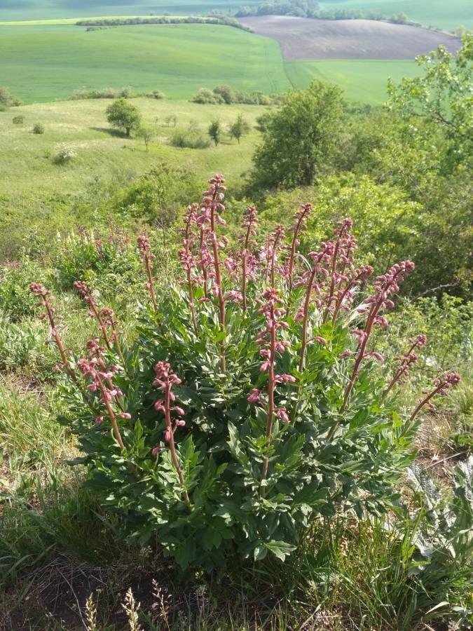 Brennender Busch (Dictamnus albus) in voller Blüte an einem sonnigen Sommertag