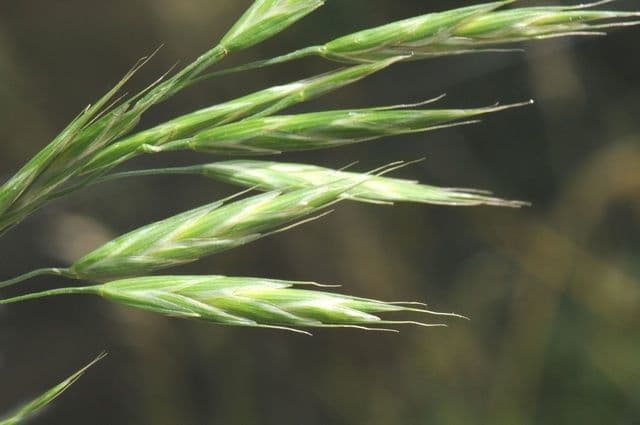 Alaska brome grass with delicate flower heads and green foliage