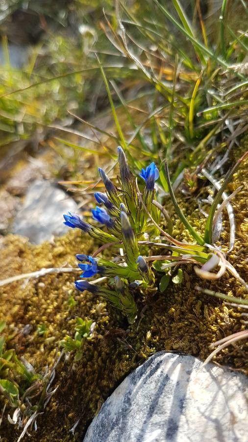 Schnee-Enzian mit intensiv blauen Blüten in einer sonnigen, felsigen Gartensituation