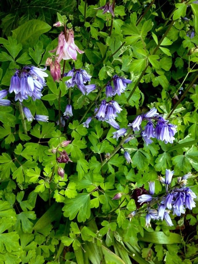 English bluebell (Hyacinthoides non-scripta) displaying delicate blue hanging flowers in woodland setting