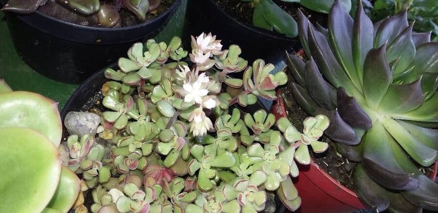 Orpin de Davidson Sedum niveum aux fleurs blanches
