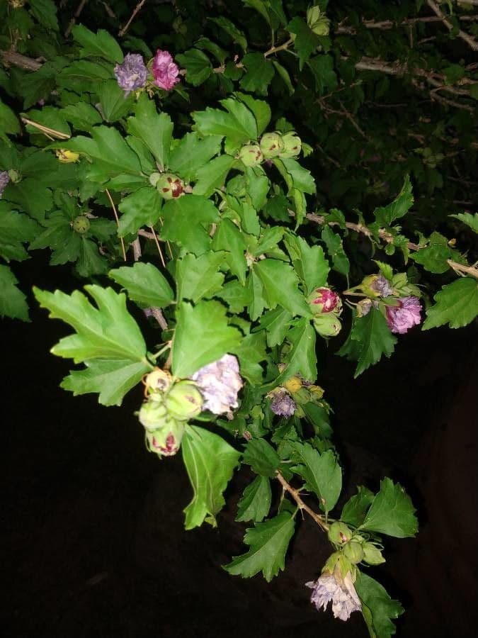 Fleurs d'hibiscus rouge avec etamines jaunes